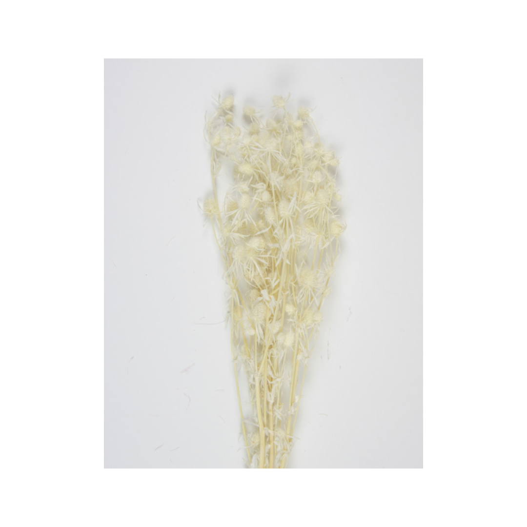 Bouquet de chardon séché blanc - 60cm